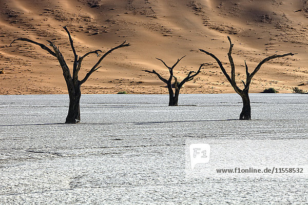 Namibia  Namib-Naukluft Park  tote Bäume in Dead Vlei