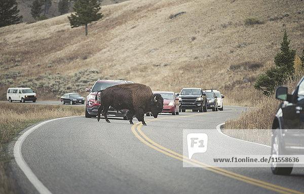 USA  Yellowstone National Park  Bison crossing road