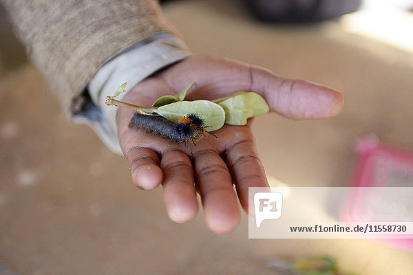 Madagaskar  Seidenspinner in der Hand