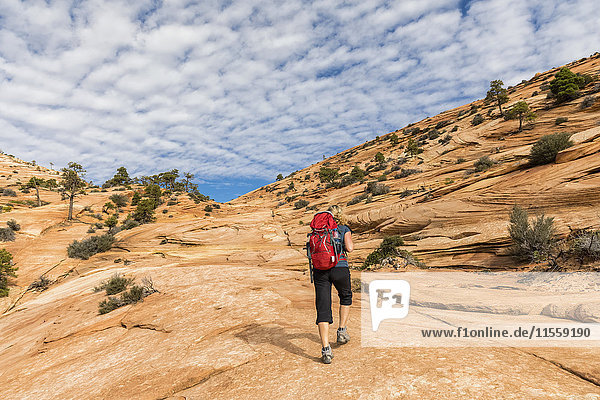 USA  Utah  Canaan Mountain  Hildale  Wanderung zu White Domes und Water Canyon  Frau fotografiert farbige Sandsteinfelsen