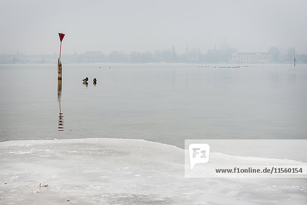 Deutschland,  Bodensee,  Blick nach Konstanz bei Morgennebel im Winter
