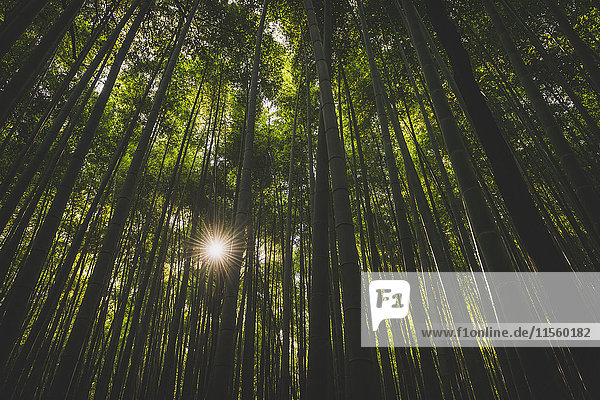 Japan  Kyoto  Arashiyama  Bambuswald