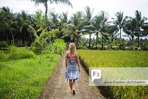 Indonesien  Java  Rückansicht einer Frau  die auf einem Feldweg durch die Reisfelder geht.