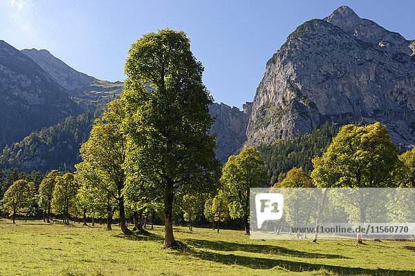 Österreich,  Tirol,  Bäume vor dem Karwendelgebirge im Herbst
