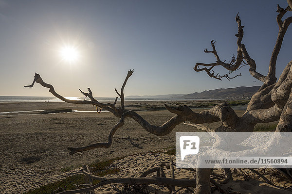 USA  Kalifornien  toter Baum am Pismo Beach bei Sonnenuntergang