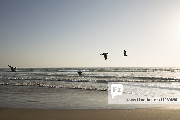 USA  Kalifornien  Pismo Beach  Silhouetten von vier fliegenden Möwen