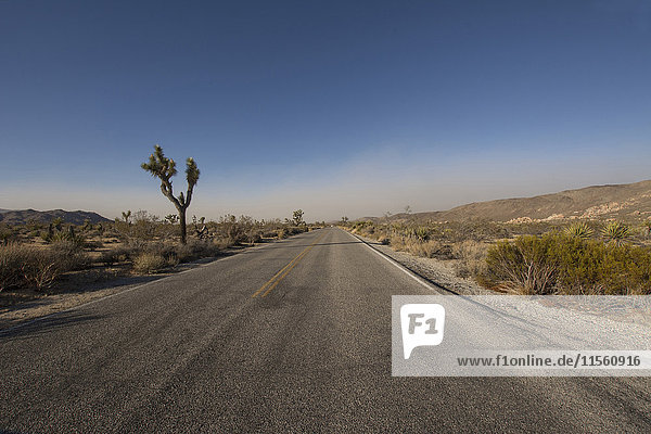USA  Kalifornien  Joshua Tree National Park  Straße in der Wüste