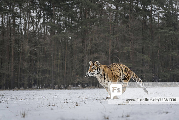 Junge sibirische Tigerjagd im Schnee