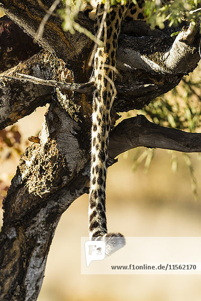 Botswana  Tuli Block  Leopardenschwanz auf einem Baum versteckt  Nahaufnahme