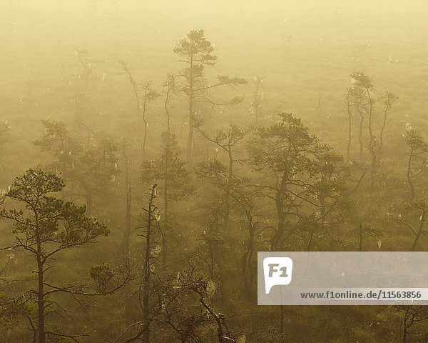 Schweden  Smaland  Store Mosse Nationalpark im Nebel