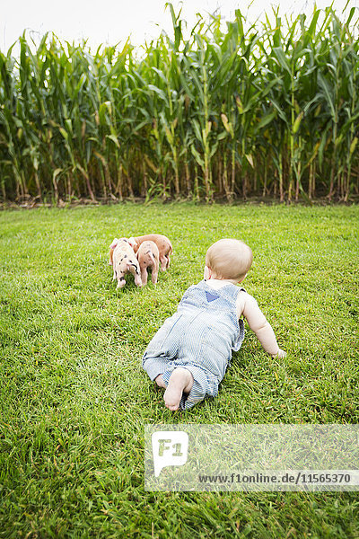 Kleiner Junge spielt mit kleinen Schweinen auf einer Farm im Nordosten von Iowa im Sommer; Iowa  Vereinigte Staaten von Amerika'.