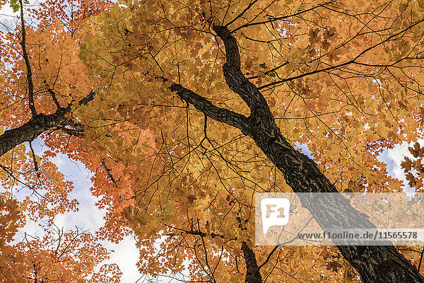Blick auf die bunten Herbstblätter im Algonquin Park; Ontario  Kanada'.