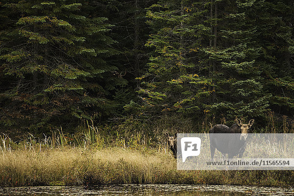 'Moose (alces alces) and her calf in Algonquin Park; Ontario  Canada'