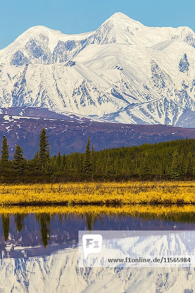 Mount Hayes spiegelt sich im Donnelly Lake im Frühsommer mit einem Weißkopfseeadler  der sich links auf einem Baum ausruht; Alaska  Vereinigte Staaten von Amerika'.