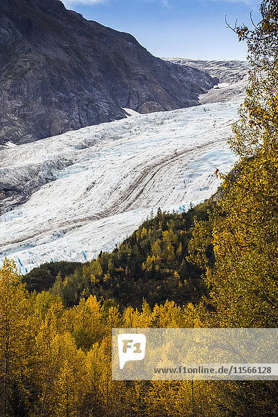 Exit Glacier umgeben von herbstlich gefärbtem Laub  Süd-Zentral-Alaska bei Seward; Alaska  Vereinigte Staaten von Amerika'.