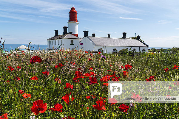 Souter Lighthouse mit einem Feld roter Mohnblumen im Vordergrund; South Shields,  Tyne and Wear,  England .