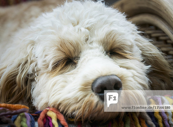 'Close up of the face of a cockerpoo sleeping; South Shields  Tyne and Wear  England'
