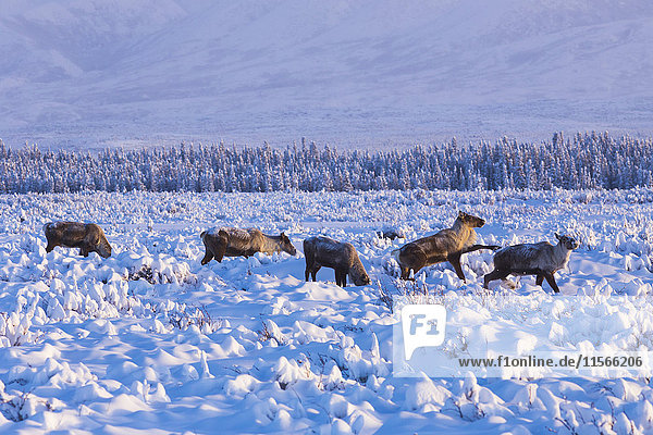 'Caribou (Rangifer tarandus caribou) search for lichen under the snow on a cold winter day approaching -40 F (-40 C) south of Delta Junction; Alaska  United States of America'
