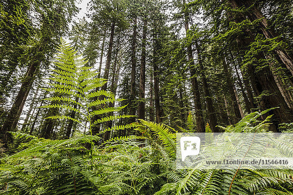 'Ferns and Redwood trees  Lady Bird Jonhson Grove  Redwood National and State Parks; California  United States of America'
