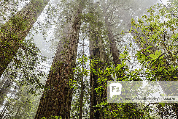 'Redwood trees in fog  Redwood National and State Parks; California  United States of America'