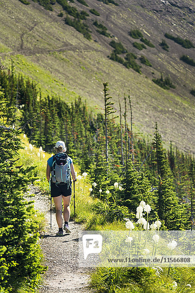 Wanderin auf Schotterweg am Berghang mit Wildblumen (Bärgras) und Bergpfad im Hintergrund; Waterton  Alberta  Kanada'.