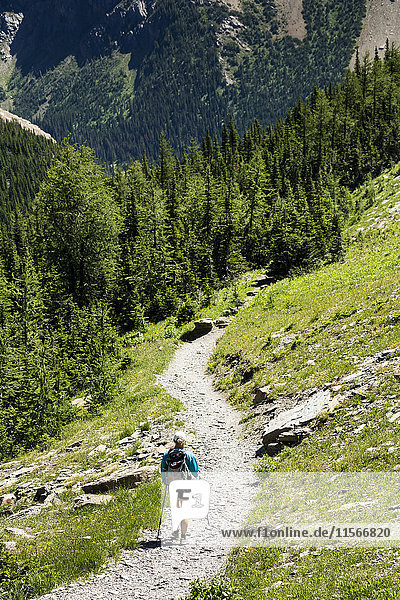 Wanderin auf Schotterweg an Berghang mit bewaldetem Berg im Hintergrund; Waterton  Alberta  Kanada'.