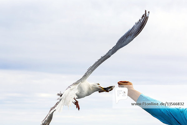 'Male arm extending out feeding small fish to seagull in flight with hazy blue sky in the background; Seal Cove  New Brunswick  Canada'