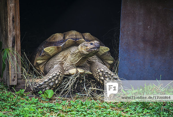 'African spur footed tortoise (Geochelone sulcata)  captive; Chippewa Falls  Wisconsin  United States of America'