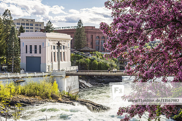 Menschen gehen auf einer Fußgängerbrücke über den Spokane River  im Vordergrund blühen leuchtend rosa Kirschblüten; Spokane  Washington  Vereinigte Staaten von Amerika'.