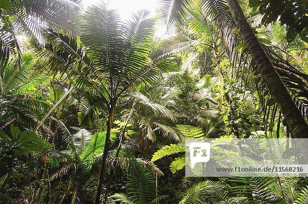 Puerto Rico  El Yunque National Forest  Grünpflanzen