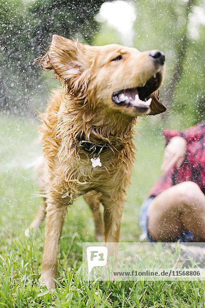 Hund schüttelt Wasser im Park ab