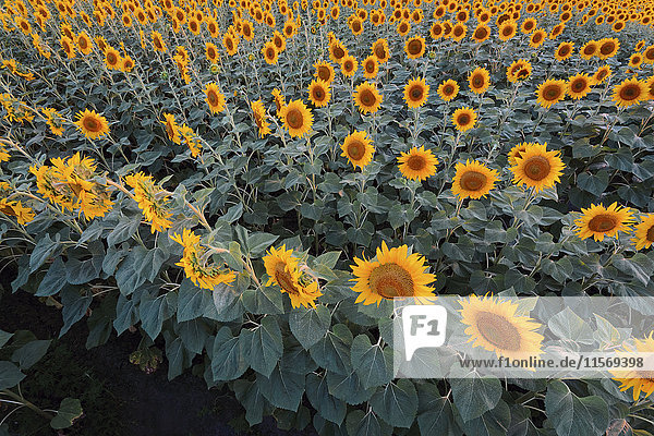 Hochformatige Ansicht eines Sonnenblumenfeldes