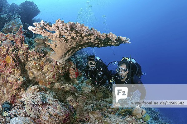 Taucher betrachten Korallenriff  Indischer Ozean  Malediven  Asien