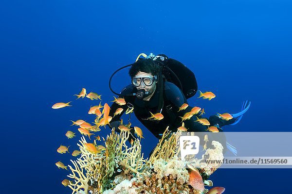 Taucher schwimmt über Korallenriff und betrachtet einen Schwarm Juwelen-Fahnenbarsche (Pseudanthias squamipinnis), Rotes Meer, Ägypten, Afrika