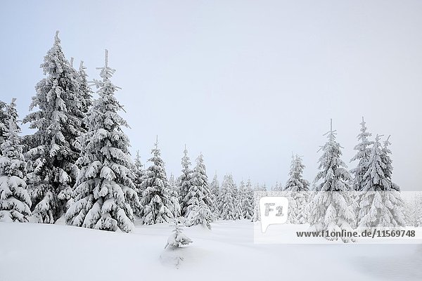 Wald  Fichten mit Schnee  Nebel  tief verschneite weiße Landschaft im Winter  Nationalpark Harz  bei Schierke  Sachsen-Anhalt  Deutschland  Europa
