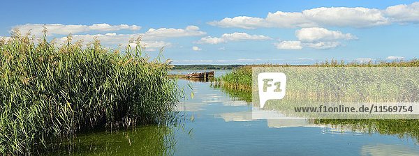 Schilfgürtel entlang des Achterwassers  im Hintergrund zwei Schiffswracks  Lieper Winkel  Insel Usedom  Ostsee  Mecklenburg-Vorpommern  Deutschland  Europa