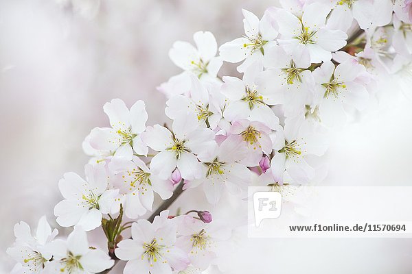 Blossoms  Japanese cherry (Prunus serrulata)  Emsland  Lower Saxony  Germany  Europe