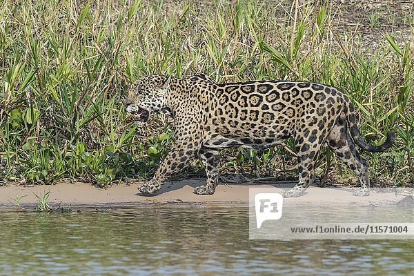 Male Jaguar (Panthera onca) stalking on riverbank  Cuiaba river  Pantanal  Mato Grosso  Brazil  South America