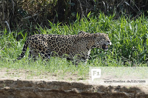 Männlicher Jaguar (Panthera onca) auf der Pirsch am Flussufer  Cuiaba Fluss  Pantanal  Mato Grosso  Brasilien  Südamerika