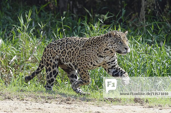 Männlicher Jaguar (Panthera onca)  rennend und jagend  Cuiaba Fluss  Pantanal  Mato Grosso  Brasilien  Südamerika