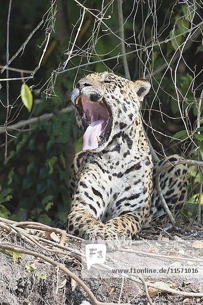 Männlicher Jaguar (Panthera onca) beim Gähnen am Flussufer  Fluss Cuiaba  Pantanal  Mato Grosso  Brasilien  Südamerika