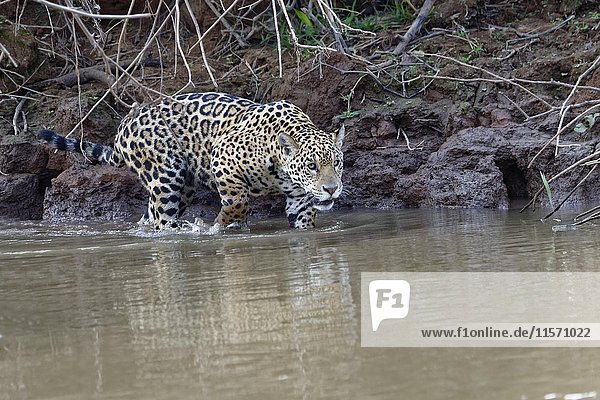 Junger Jaguar (Panthera onca)  der am Flussufer läuft und ins Wasser geht  Fluss Cuiaba  Pantanal  Mato Grosso  Brasilien  Südamerika
