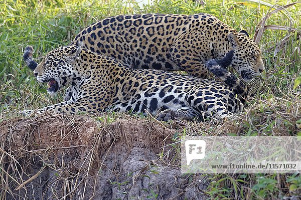 Ausgewachsener weiblicher Jaguar (Panthera onca) mit einem Jungtier am Flussufer  Fluss Cuiaba  Pantanal  Mato Grosso  Brasilien  Südamerika