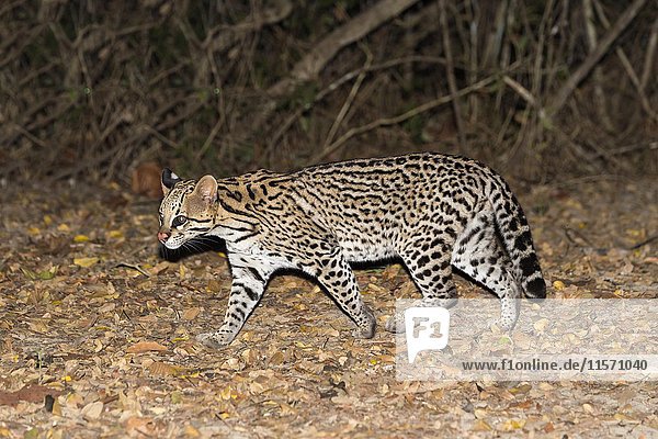 Ocelot (Leopardus pardalis) walking at night  Pantanal  Mato Grosso  Brazil  South America