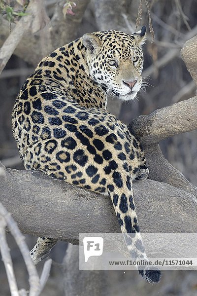 Junger Jaguar (Panthera onca) in einem Baum  Fluss Cuiaba  Pantanal  Mato Grosso  Brasilien  Südamerika
