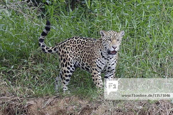 Junger Jaguar (Panthera onca) am Flussufer  Fluss Cuiaba  Pantanal  Bundesstaat Mato Grosso  Brasilien  Südamerika