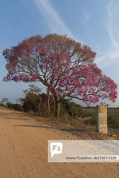 Rosa Ipe-Baum (Tabebuia ipe) während der Blütezeit entlang der Transpantaneira-Straße  Pantanal  Bundesstaat Mato Grosso  Brasilien  Südamerika