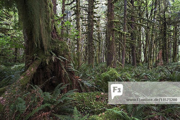 Vegetation mit Farnen am Kestner Homestead Trail  Quinault Regenwald  bei Quinault  Olympic-National-Park  Washington  USA  Nordamerika