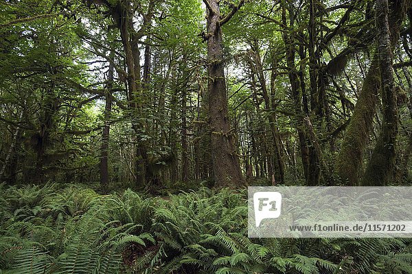 Vegetation mit Farnen am Kestner Homestead Trail  Quinault Regenwald  bei Quinault  Olympic-National-Park  Washington  USA  Nordamerika