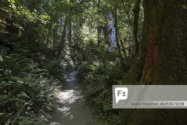 Pfad im Hoh-Regenwald  in der Nähe von Forks  Olympic National Park  Washington  USA  Nordamerika